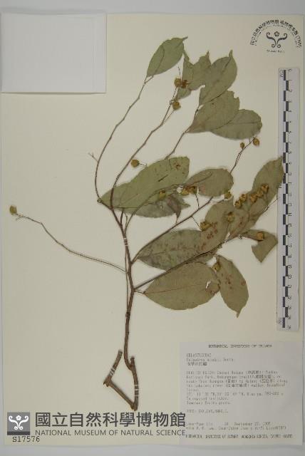 南華南蛇藤，青江藤藏品圖，第1張