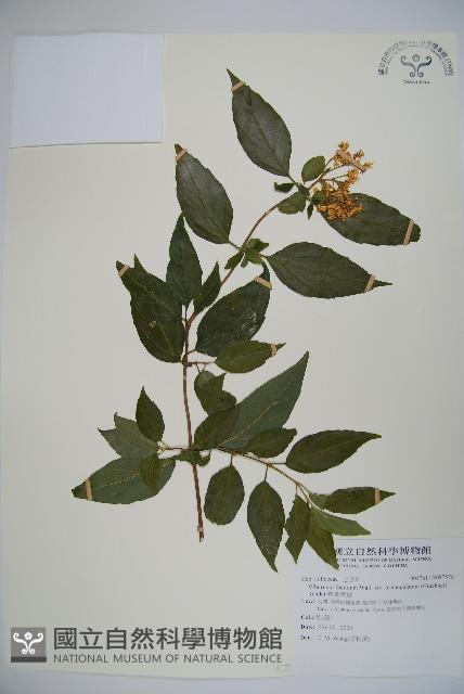 狹葉莢迷藏品圖，第1張