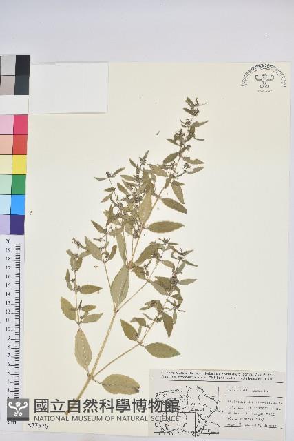 登錄號:S077576藏品圖，第1張