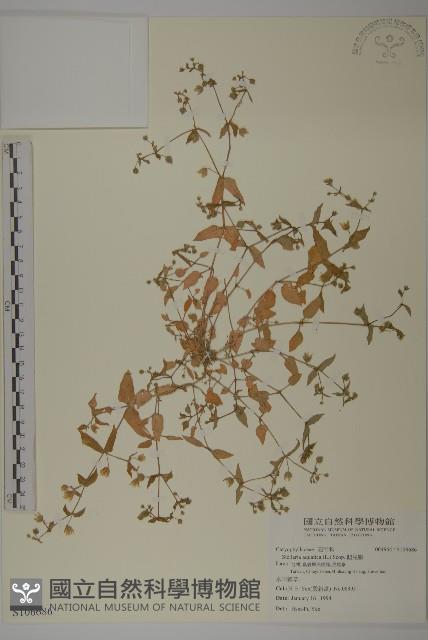 鵝兒腸藏品圖，第1張