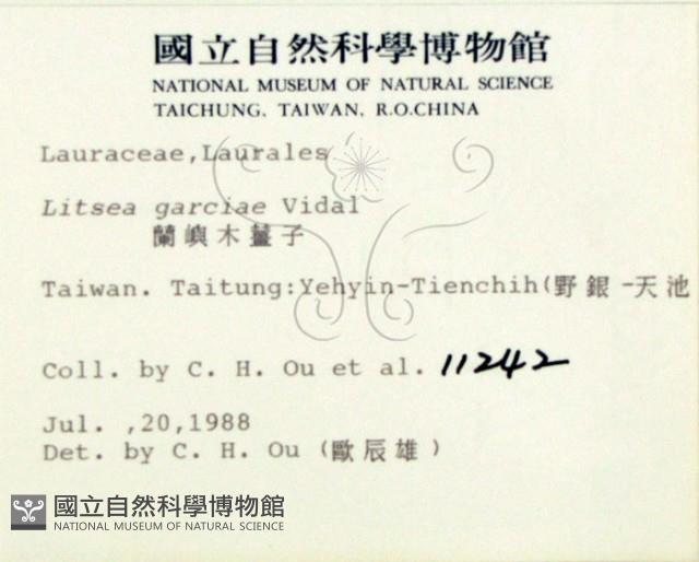 蘭嶼新木薑子藏品圖，第1張