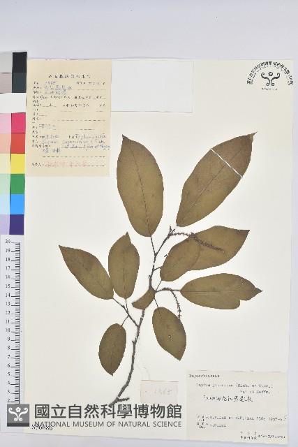 白木烏臼藏品圖，第1張