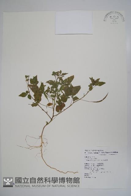 平伏莖白花菜、成功白花菜藏品圖，第1張