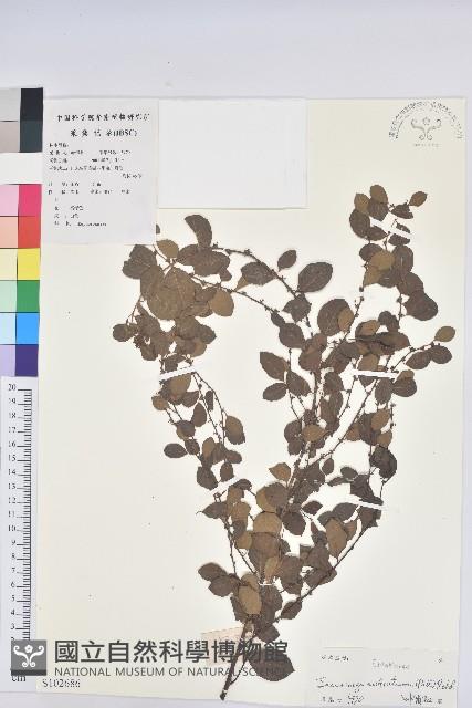 葉底珠、市蔥密花葉底珠藏品圖，第1張