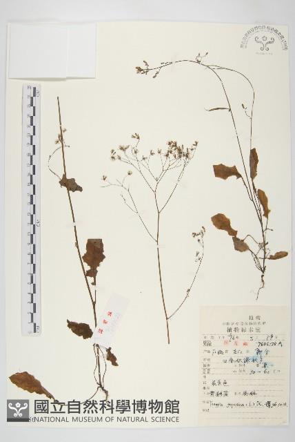 黃鵪菜藏品圖，第1張