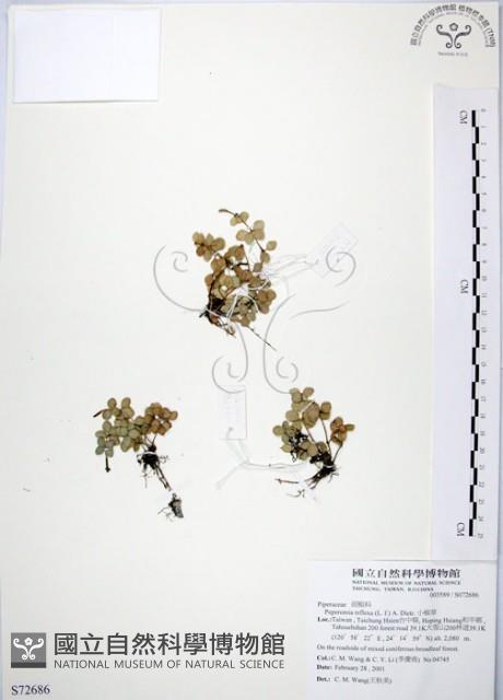 小椒草藏品圖，第1張