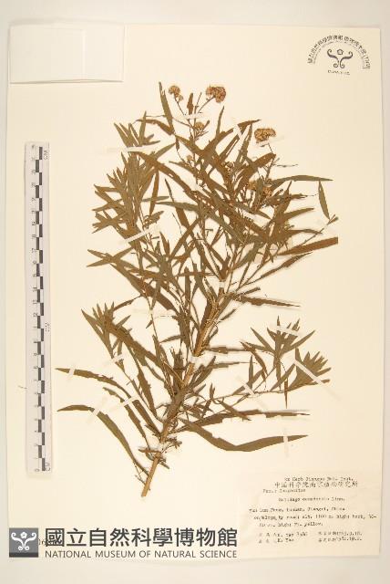 美洲一枝黃花藏品圖，第1張