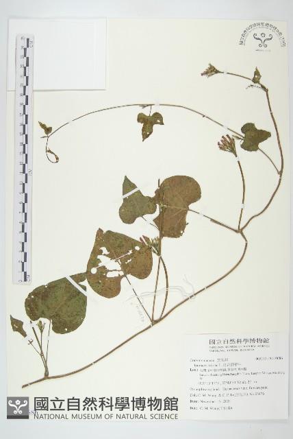 紅花野牽牛藏品圖，第1張