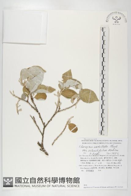 登錄號:S130686藏品圖，第1張