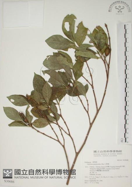 山黃梔藏品圖，第1張