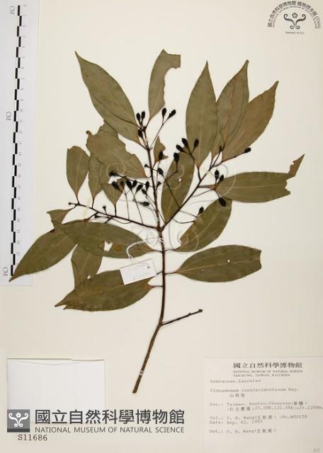 山肉桂、台灣肉桂藏品圖，第1張