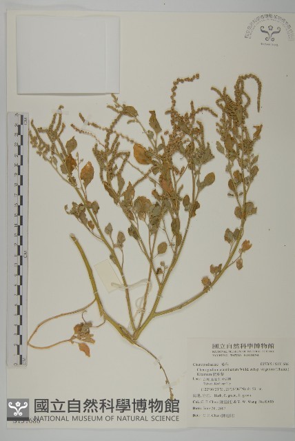 變葉藜藏品圖，第1張