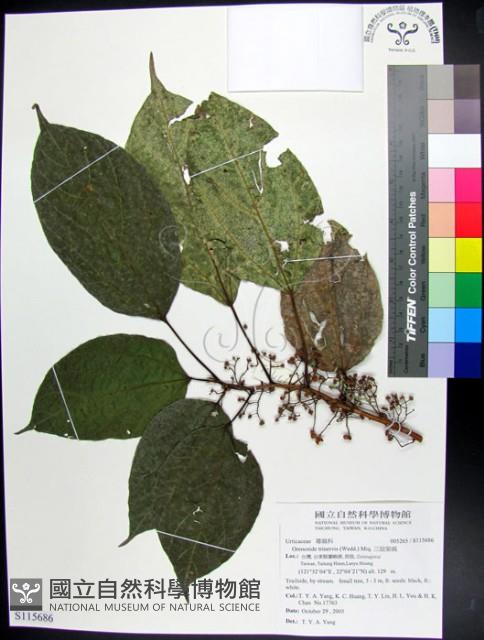 三脈紫麻藏品圖，第1張