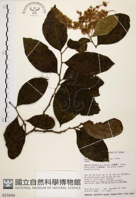 天料木藏品圖，第1張