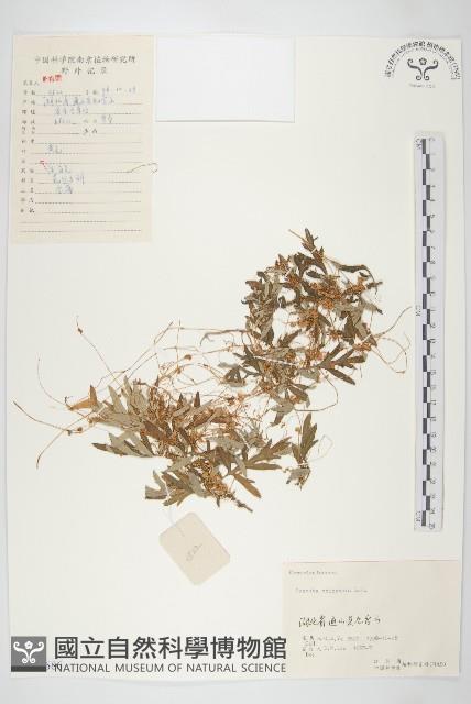 中國菟絲子藏品圖，第1張