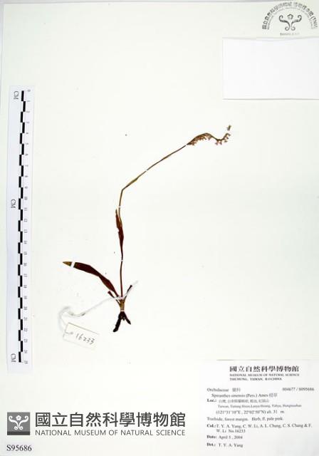 綬草藏品圖，第1張