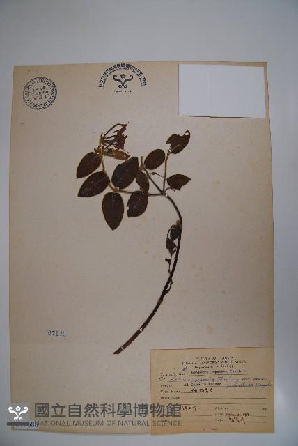 忍冬、金銀花藏品圖，第1張