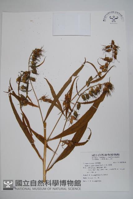 大本山梗菜藏品圖，第1張