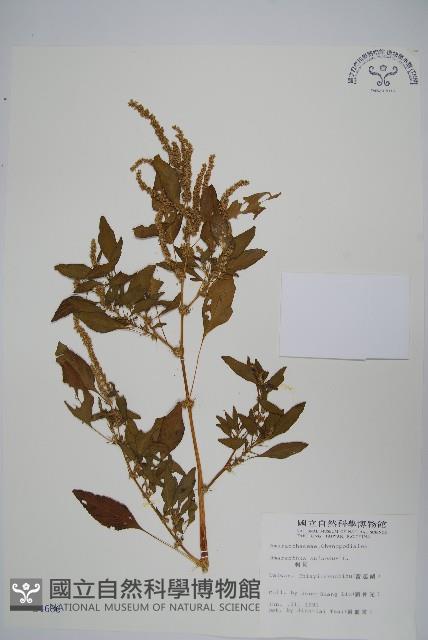 刺莧藏品圖，第1張