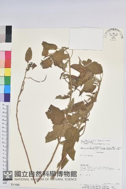 登錄號:S054686藏品圖，第1張