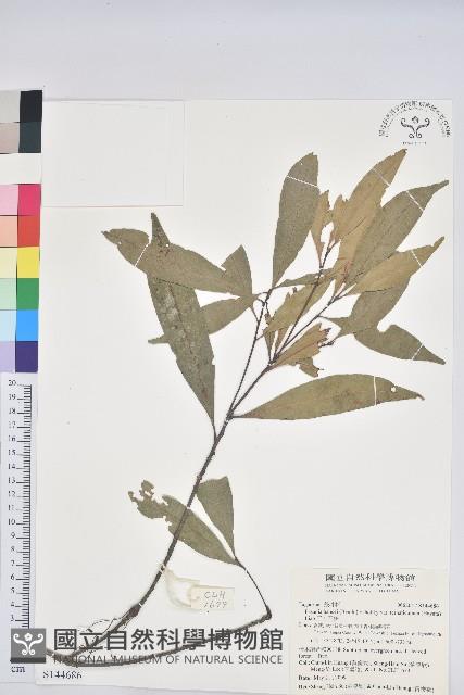 三斗石櫟藏品圖，第1張