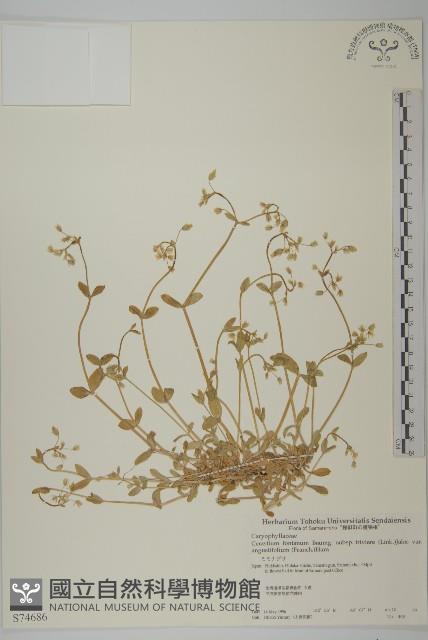 簇生卷耳藏品圖，第1張