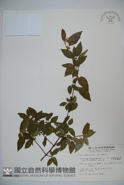 狹葉莢迷藏品圖，第1張