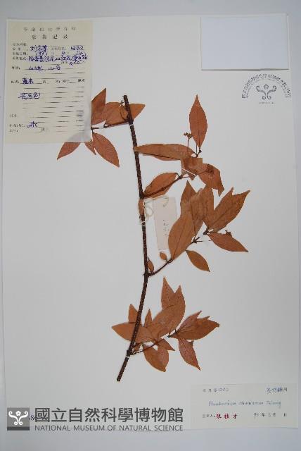 紅杜仲藤藏品圖，第1張