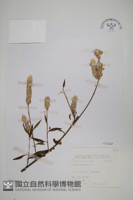 青葙藏品圖，第1張