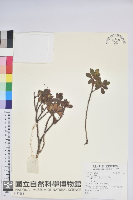 登錄號:S137686藏品圖，第1張