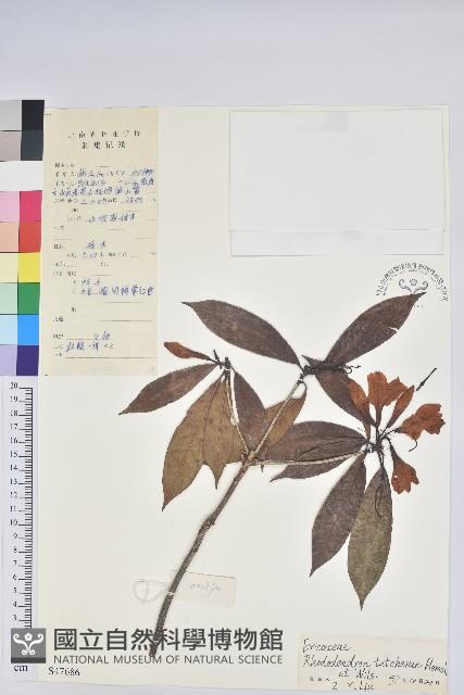 蒙自杜鵑花藏品圖，第1張