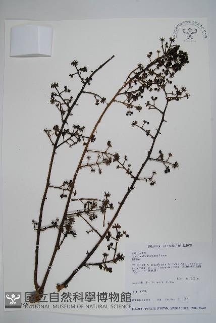 鵲不踏藏品圖，第1張