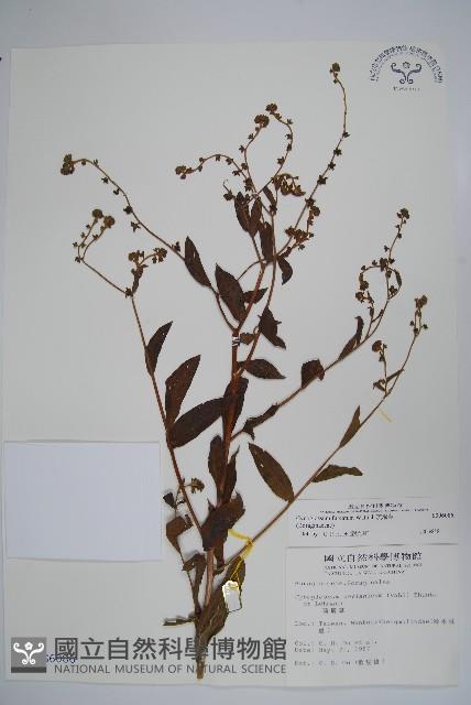 琉璃草藏品圖，第1張