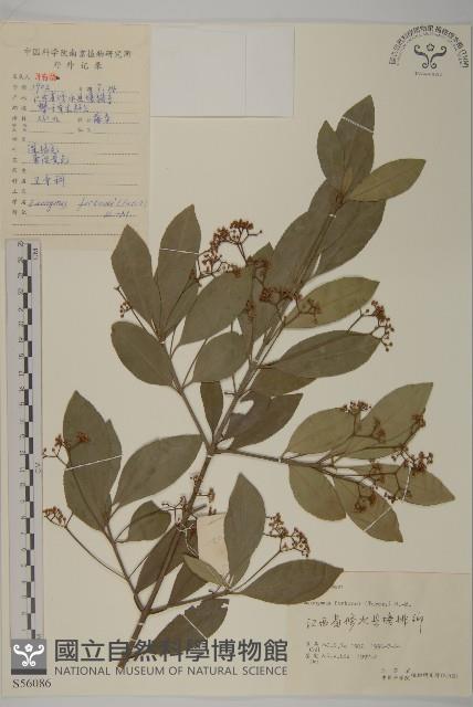 扶芳藤藏品圖，第1張