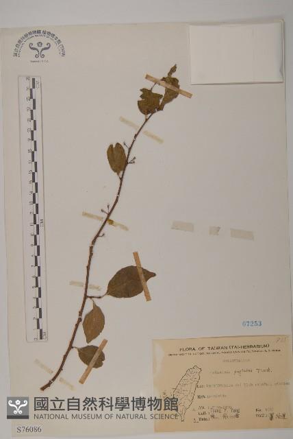 光果南蛇藤藏品圖，第1張