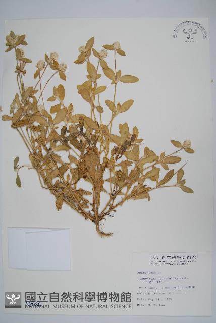 假千日紅藏品圖，第1張