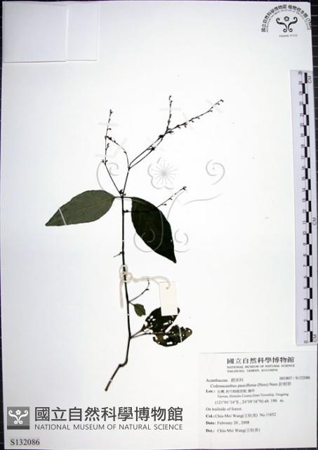 針刺草藏品圖，第1張