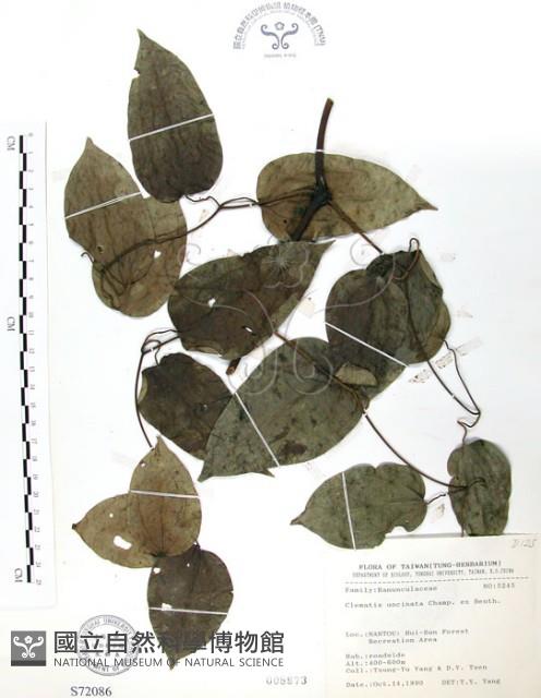 柱果鐵線蓮藏品圖，第1張