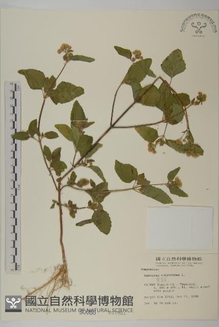 霍香薊藏品圖，第1張