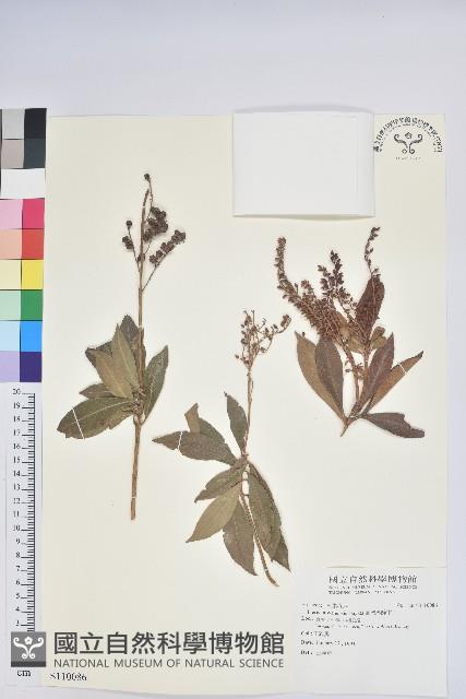 臺灣馬醉木藏品圖，第1張