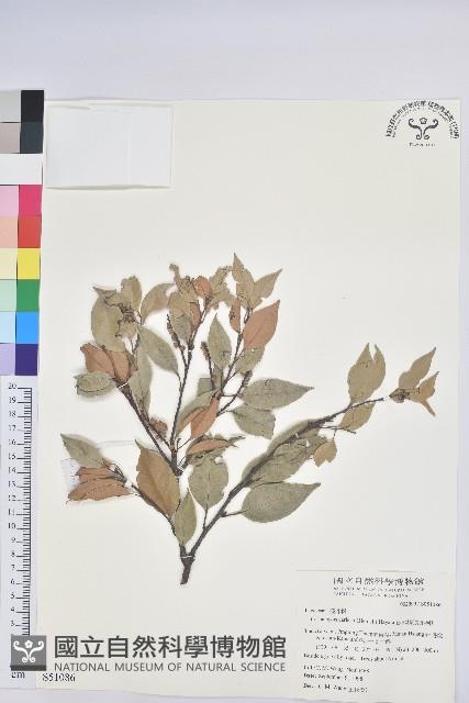 長尾栲、長尾柯、長尾尖葉櫧藏品圖，第1張