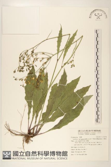 刀傷草藏品圖，第1張