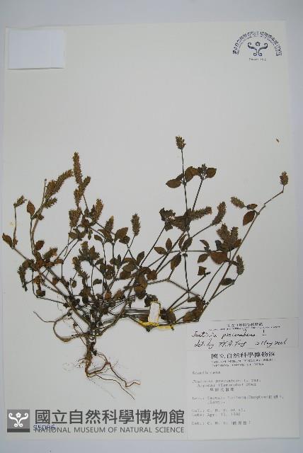 爵床藏品圖，第1張