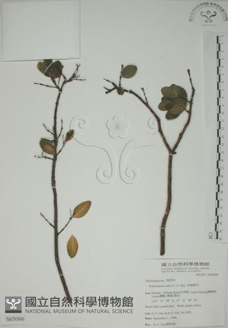 南嶺蕘花藏品圖，第1張