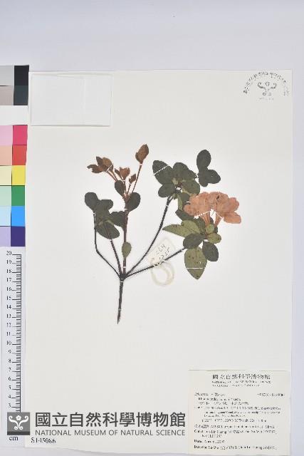 唐杜鵑、大屯杜鵑、中原氏杜鵑藏品圖，第1張