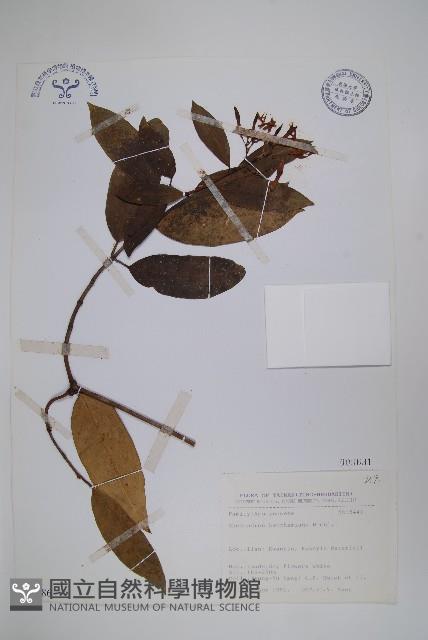 大錦蘭藏品圖，第1張