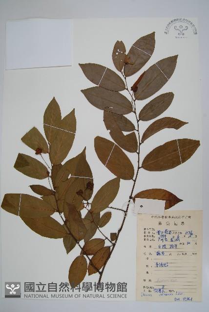 假鷹爪藏品圖，第1張