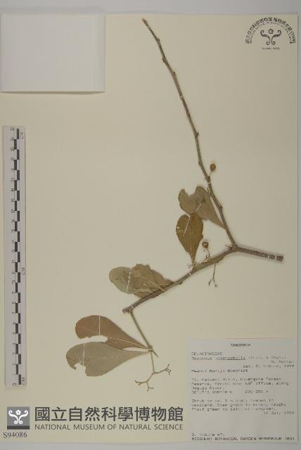 登錄號:S094086藏品圖，第1張