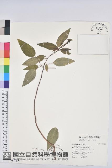 白臼藏品圖，第1張