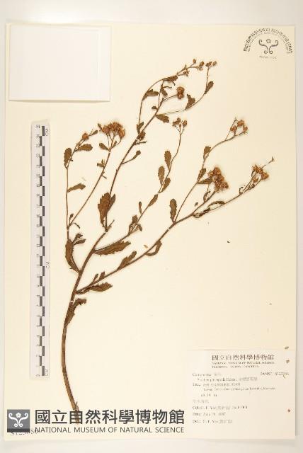 光梗闊苞菊藏品圖，第1張